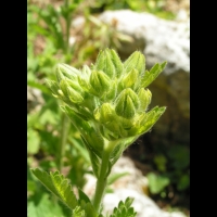 Potentilla Hookeriana (fam. Rosacees)(Am. du Nord)(06)